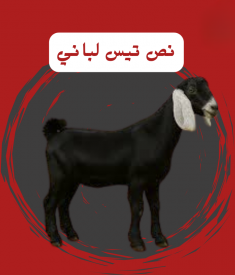 نص تيس لباني 